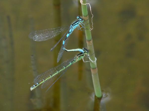 Photo of Coenagrion resolutum by Jeremy Gatten